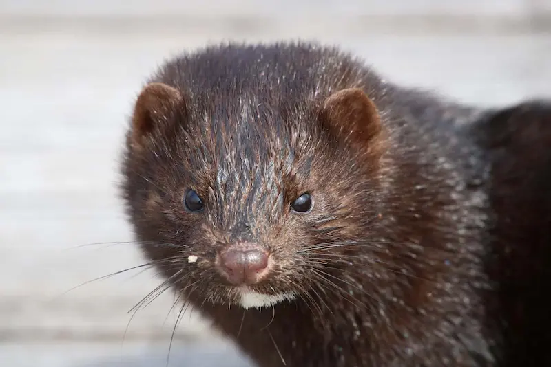 Why invasive Patagonian beavers thrive in unlikely habitats: a ...