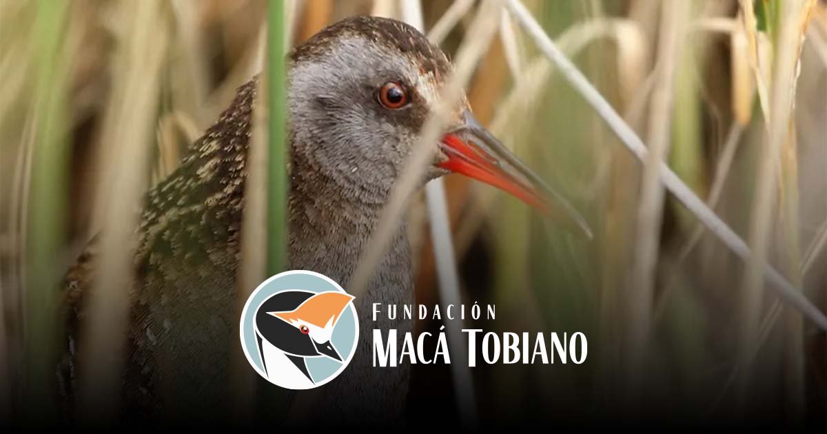 Austral Rail Project - Hooded Grebe Foundation