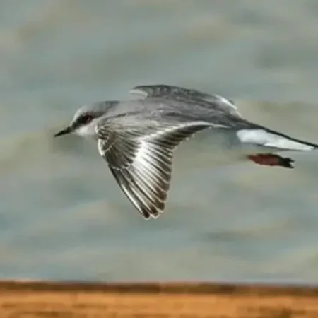 Medios 16 chorlito-ceniciento-vuelo