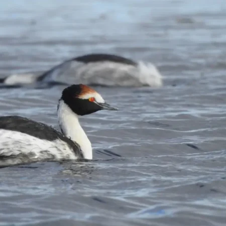 Medios 4 Histórico regreso del Macá Tobiano a nidificar en la Patagonia