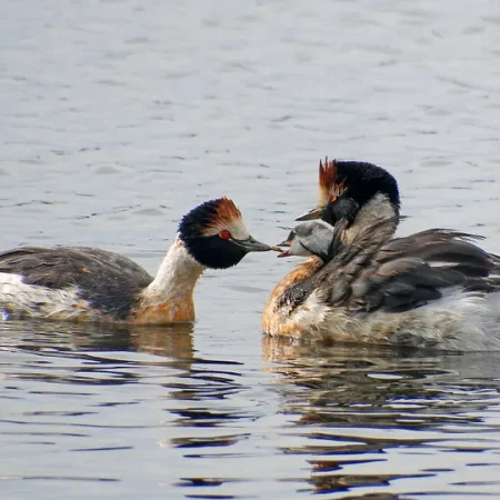 Medios 9 Esperanza para una especie al borde de la extinción- el Macá Tobiano volvió a nidificar en Santa Cruz tras una década