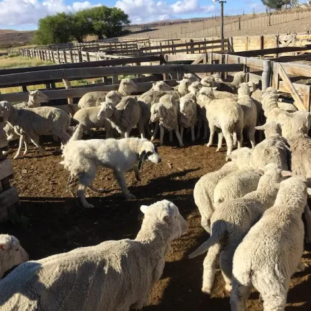 Fundación Macá Tobiano